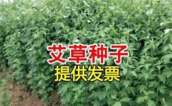 艾草适合哪里种植（艾草适合哪里种植）