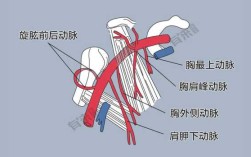 腋下动脉在哪里（腋下动脉在哪个位置）