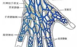 手上静脉在哪里（手上的大动脉在哪）