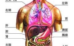 胆位置是哪里,胆长在哪里图片