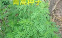 哪里收购青蒿（哪里收购青蒿）