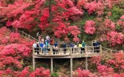 杜鹃山在哪里（杜鹃山在哪里啊）