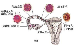 精子在哪里和卵子结合（人类的精子卵子是如何结合的）