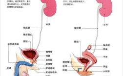 哪里需要精子