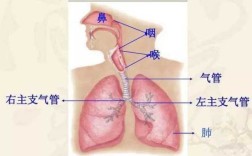 痰储存在哪里（痰储存在哪里啊）