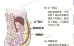 脂肪存在哪里（脂肪存在哪里）