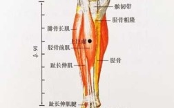 腿腕是哪里（腿腕是哪里）