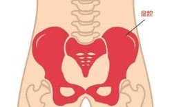 女人，身体5个地方，越“丑”越健康，具体指哪里,女性盆腔区域在哪