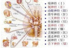 脑神经在哪里（脑神经在哪里）