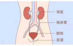 膀胱长在哪里（膀胱长在哪里图片）