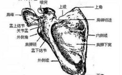 肩胛骨在哪里示意图