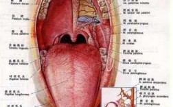 舌根部有舌苔,舌根部位在哪