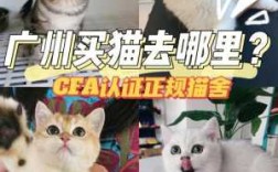 猫在哪里买（猫在哪里买）