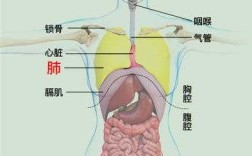 右肺在哪里（右肺在哪里位置图）