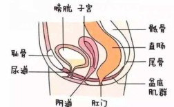 女性膀胱在哪里图片（女性膀胱在哪个位置图）