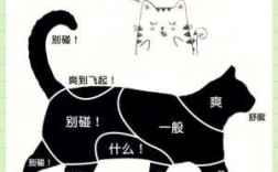 猫喜欢被人摸哪里,猫喜欢摸它哪里图片