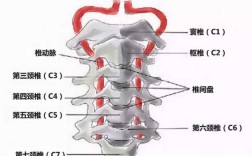 颈椎指哪里（颈椎指哪里）