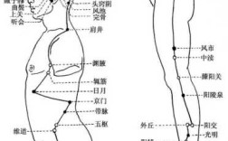 腿上的胆经在哪里（腿上的胆经在哪个位置）