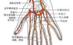 手腕静动脉在哪里（手上动脉在哪）