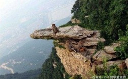 哪里有花果山（哪里有花果山）