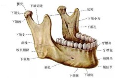 下颚在哪里图片（下颚在哪儿图片）