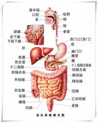 盲肠的作用,盲肠在哪里在身体的哪个位置-图1