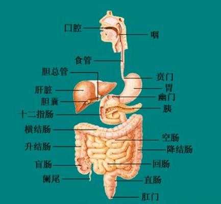 盲肠的作用,盲肠在哪里在身体的哪个位置-图2