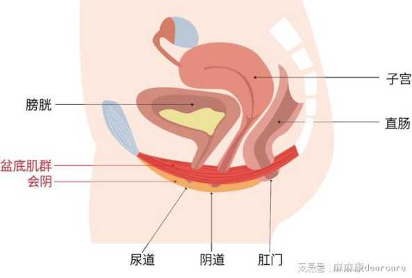 女人尿道口在哪里（女性生殖图示结构详解）-图1