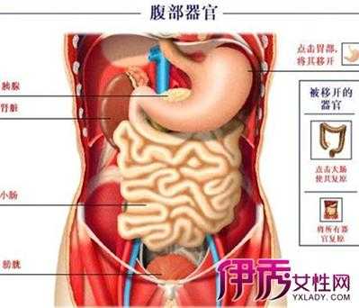 腹在哪里（女生的小腹在哪里）-图2