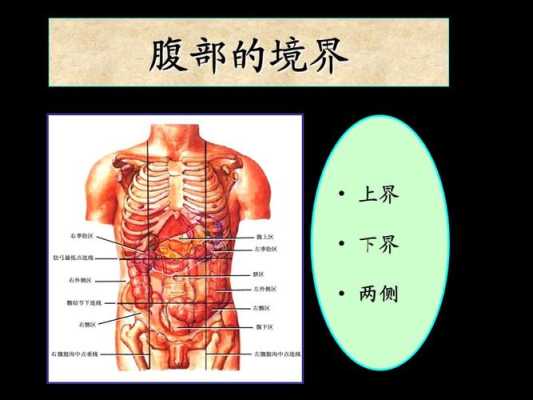 腹在哪里（女生的小腹在哪里）-图1