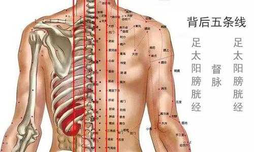 后心五六椎在哪里,背部在哪里图片-图1