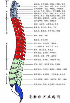 后心五六椎在哪里,背部在哪里图片-图2