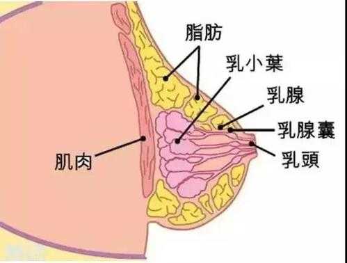 乳房是哪里（乳房是哪里）-图1