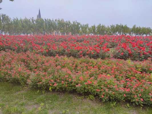 玫瑰花海在哪里（玫瑰花海在哪里）-图1