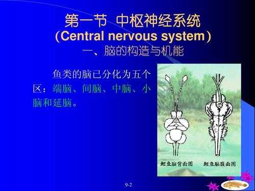 人的大脑大约相当于多大内存,鱼的脑子在哪里-图2