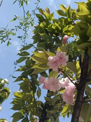 不负春花不负青，你眼中哪里的春天最美,哪里的春天最美丽-图1