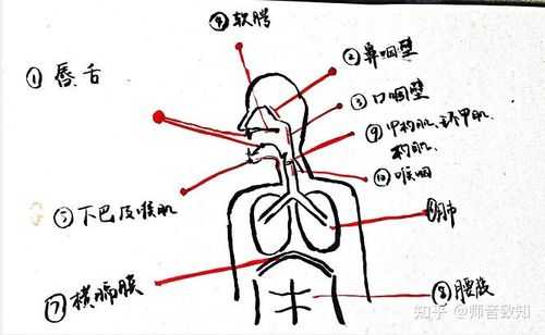 唱歌时该用力的地方有哪些,唱歌哪里用力控制气息-图1