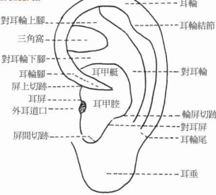 耳垂在哪里（耳朵的工作原理）-图2
