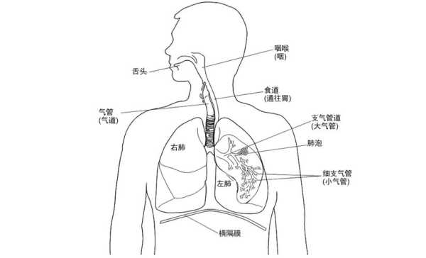 痰在人体的什么位置？为什么有人咳也咳不完,痰是如何产生的痰来自哪里-图1