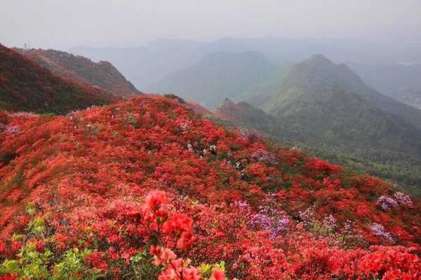 杜鹃山在哪里（杜鹃山在哪里啊）-图2