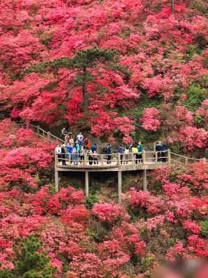 杜鹃山在哪里（杜鹃山在哪里啊）-图1