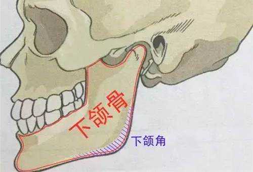 哪里是下巴（下巴在什么地方）-图2