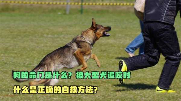 狗的命门在哪里？被大型犬追咬时，怎样做才是正确的自救方法,命门是哪里图片-图2