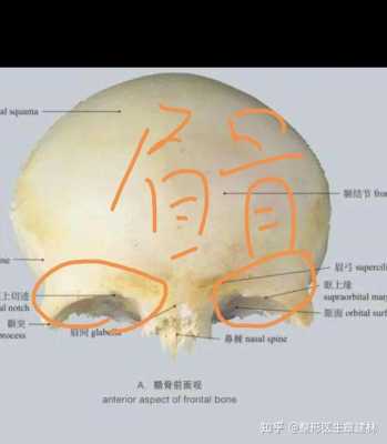 眉骨在哪里（眉骨在哪里）-图3