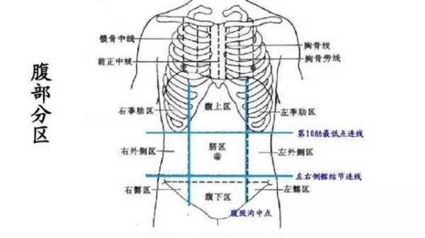 上腹是哪里（上腹是在哪个位置图）-图2