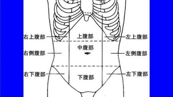 上腹是哪里（上腹是在哪个位置图）-图1