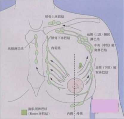 乳腺癌转移到锁骨和腋下的区别,锁骨淋巴在哪里图片-图1