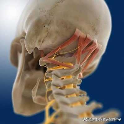 颈部在哪里图片（颈部在哪里图片会打晕吗）-图2