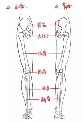 骨骼线在哪里（骨骼线在哪里人的腿大概位置）-图1