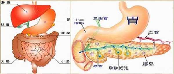 胰岛功能有恢复正常的可能吗,胰脏在哪里 结构图-图3